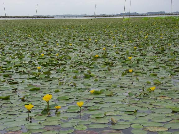 立秋を過ぎ湖上に可憐なアサザの黄花咲く